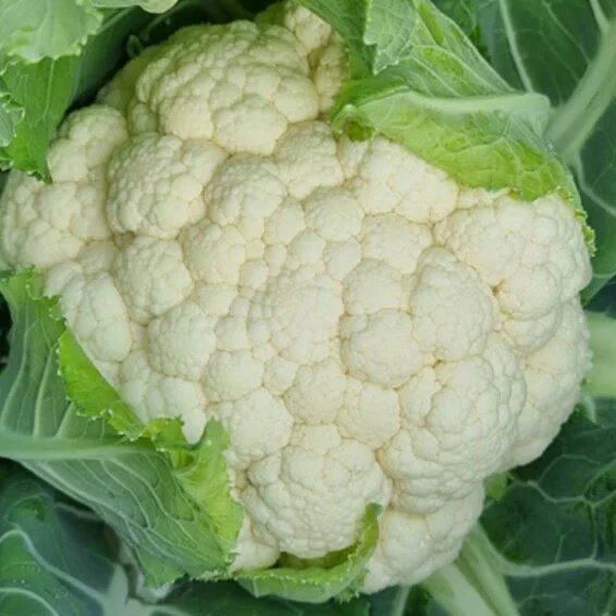 Syngenta C-7132 Cauliflower Hybrid Seeds 2000SD