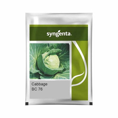 Syngenta BC 76 Cabbage Hybrid Seeds 2000SD