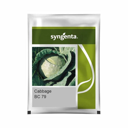 Syngenta BC 79 Cabbage Hybrid Seeds 2000SD