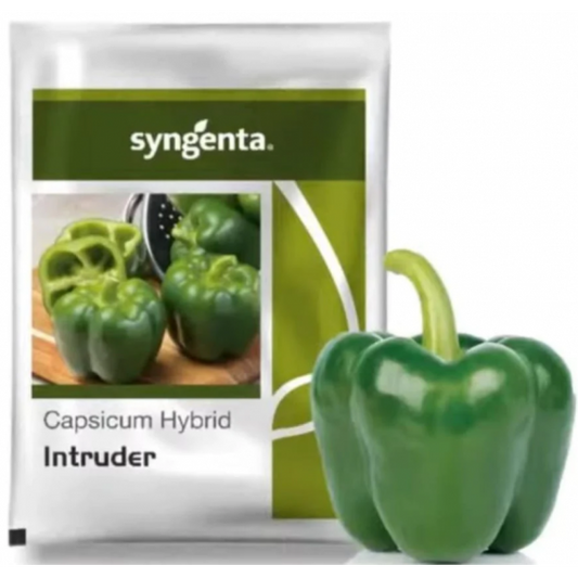 Syngenta Intruder Capsicum Hybrid Seeds 1500SD