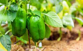 Capsicum