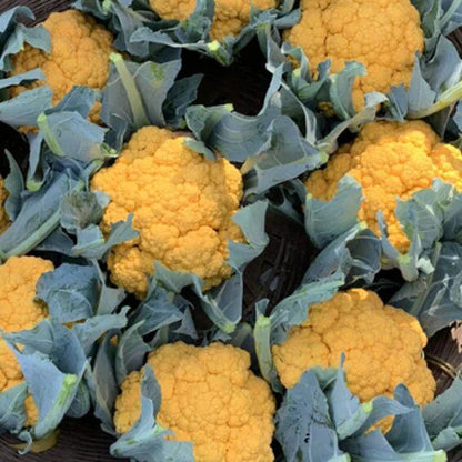 Syngenta Carotena Cauliflower Hybrid Seeds