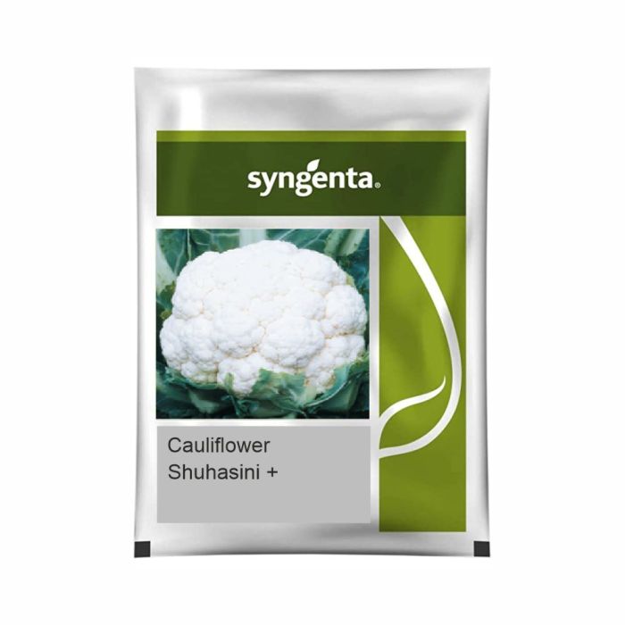 Syngenta Suhasini+ Cauliflower Hybrid Seeds 2000SD