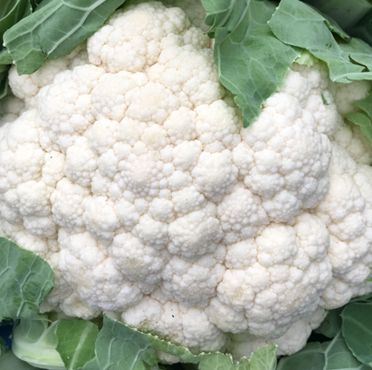 Syngenta CFL Regal White (C-2071) Cauliflower Hybrid Seeds 2000SD