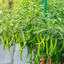 Chilli