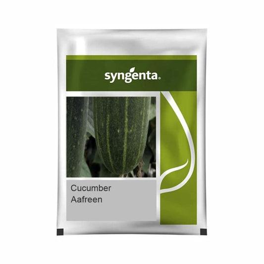 Syngenta Aafreen Cucumber Hybrid Seeds