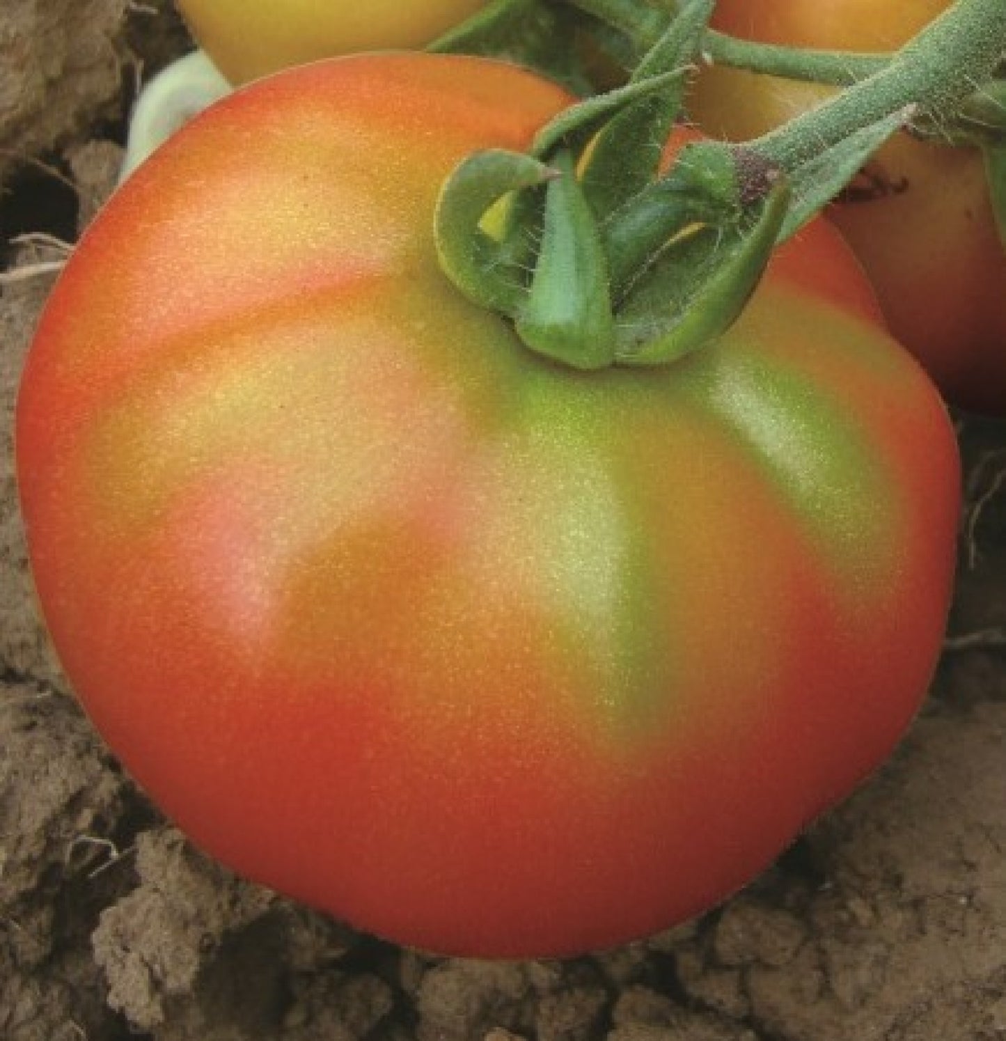 Hm Clause Darsh F1 Hybrid Tomato Seed