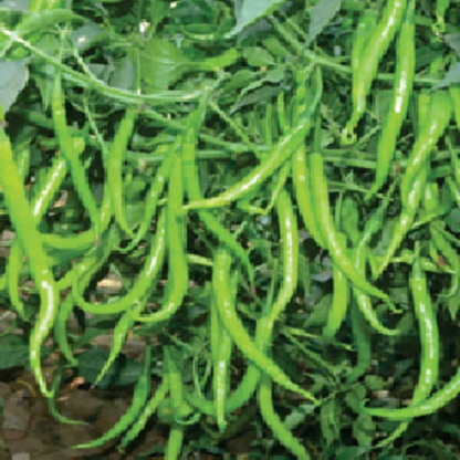 Syngenta Devsena 88 Hot Pepper Hybrid Seeds 1500SD