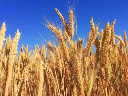 Wheat