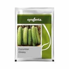 Syngenta Glossy Cucumber Hybrid Seeds 10gm