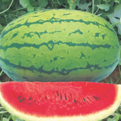 Syngenta Dragon King Watermelon Hybrid Seeds 50gm