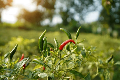 HM Clause F1 Hybrid Heena Chilli Seeds 10 gm