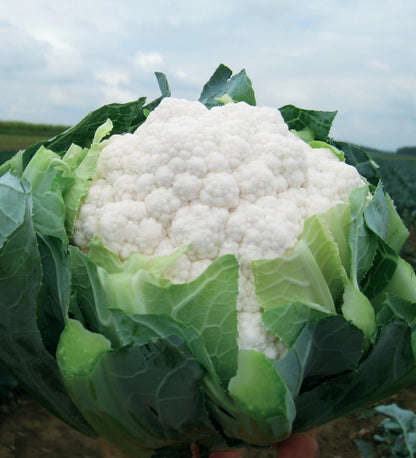 Hm Clause Garima F1 Hybrid Cauliflower Seed
