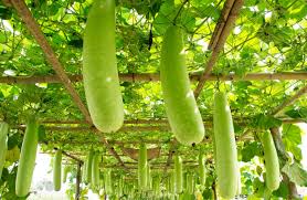 Gourds