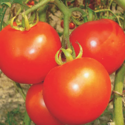 Syngenta Heemshikhar Tomato Hybrid Seeds 4000SD