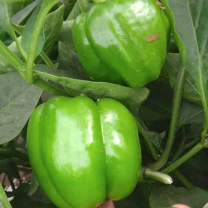 Syngenta Indra Capsicum Hybrid Seeds 1500SD