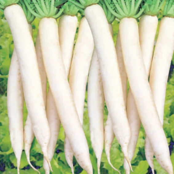 Syngenta Ivory White Radish Hybrid Seeds