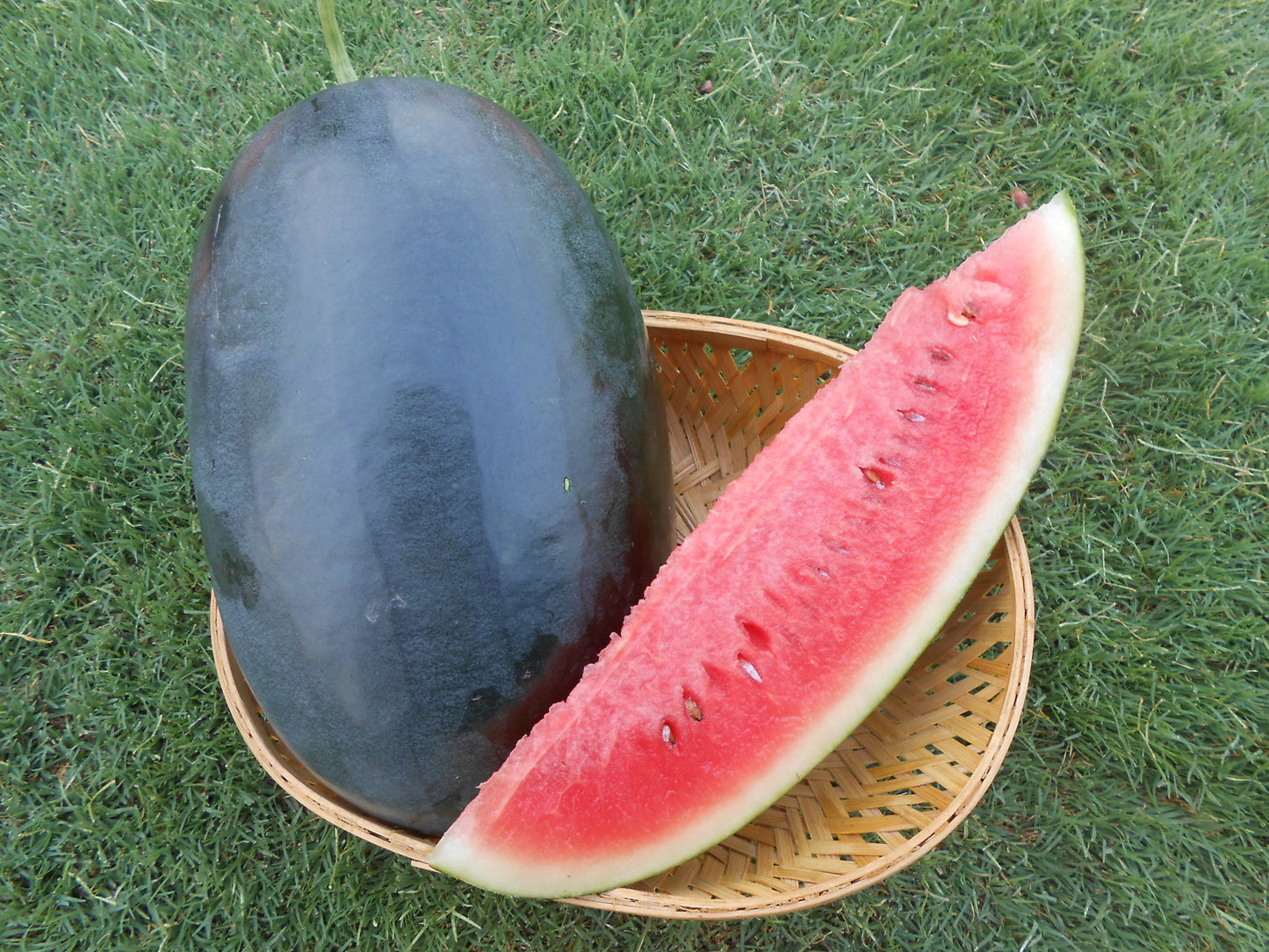 Hm Clause Jumbo Red F1 Hybrid Watermelon Seed
