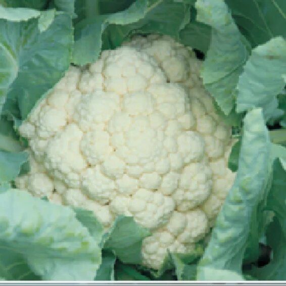 Syngenta Kimaya Cauliflower Hybrid Seeds 2000SD