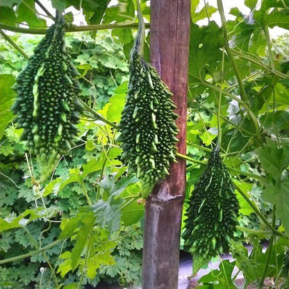 Syngenta Little Champ Bitter Gourd Hybrid Seeds 500 SD