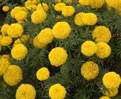 Marigold