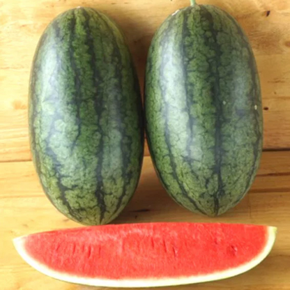 Syngenta Nadiya Rani Watermelon Hybrid Seeds 1000SD