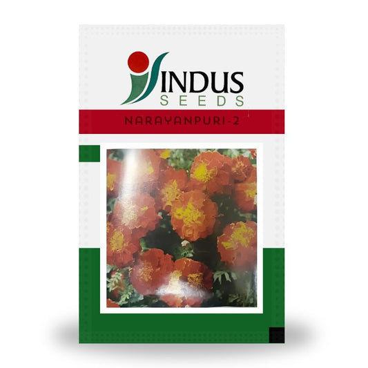 Indus Narayanpuri-2 Marigold Seeds