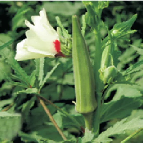 Syngenta OH-597 Okra Hybrid Seeds 250gm