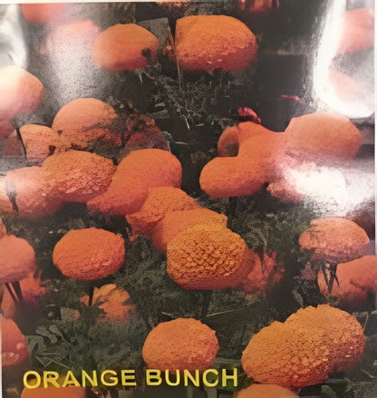 Indus Orange Bunch Marigold Seeds