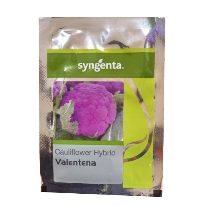 syngenta flower seeds india Syngenta Valentena Cauliflower Hybrid Seeds – Cultree India