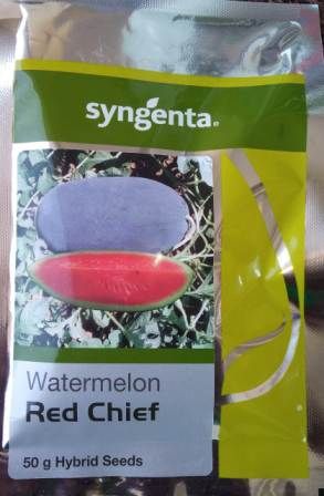 Syngenta Red Chief Watermelon Hybrid Seeds 1000SD