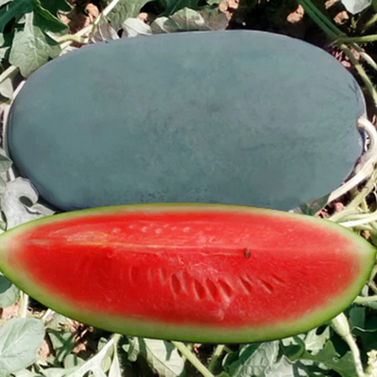 Syngenta Red Chief Watermelon Hybrid Seeds 1000SD