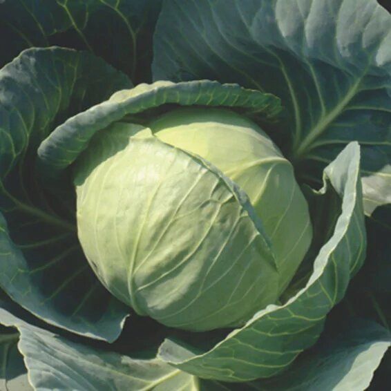 Syngenta Royal Ball (BC-51) Cabbage Hybrid Seeds 2000SD