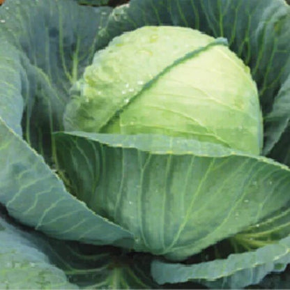 Syngenta Royal Star (BC-86) Cabbage Hybrid Seeds 2000SD