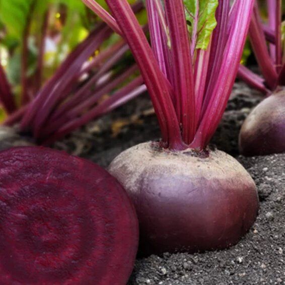 Syngenta Ruddy Beet Root Seeds 200 Gm