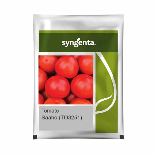 Syngenta Saaho (TO-3251) Tomato Hybrid Seeds 3500SD