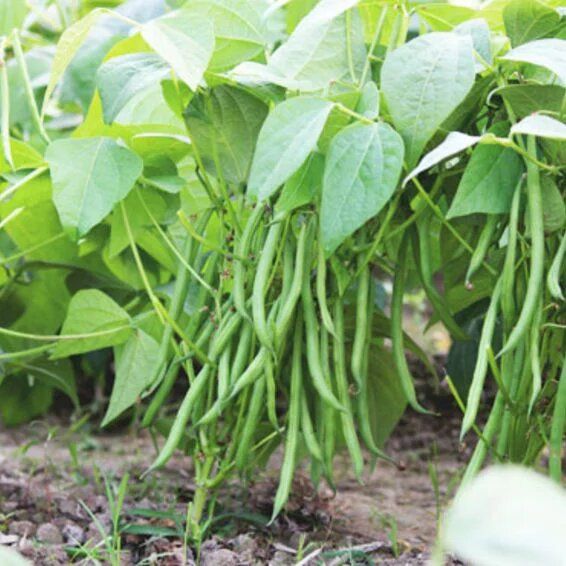 Syngenta Serengeti Bean Seeds 500 gm