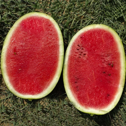 Syngenta Simbha (WMT 8630) Watermelon Hybrid Seeds 1000SD