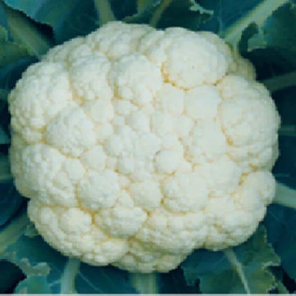 Syngenta Snow Pearl Cauliflower Hybrid Seeds 2000SD