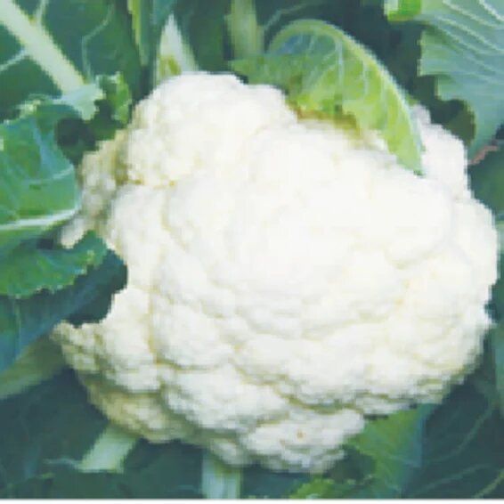 Syngenta Snow Queen Cauliflower Hybrid Seeds 2000SD