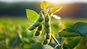 Soyabean