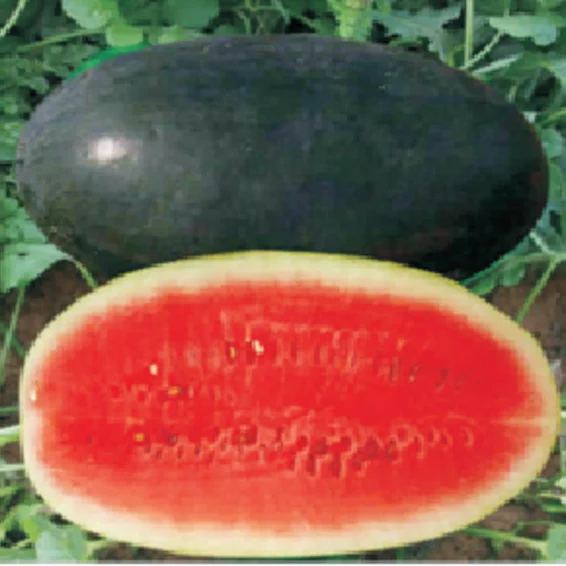 Syngenta Sugar Queen Watermelon Hybrid Seeds 1000SD