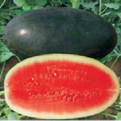 Syngenta Sugar Queen Watermelon Hybrid Seeds 1000SD