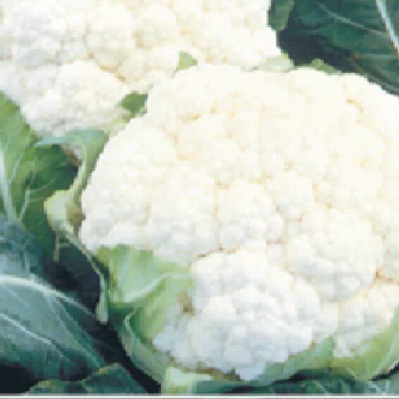 Syngenta Suhasini Cauliflower Hybrid Seeds 2000SD