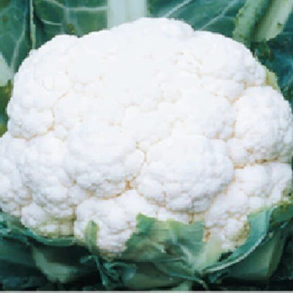 Syngenta Suhasini+ Cauliflower Hybrid Seeds 2000SD