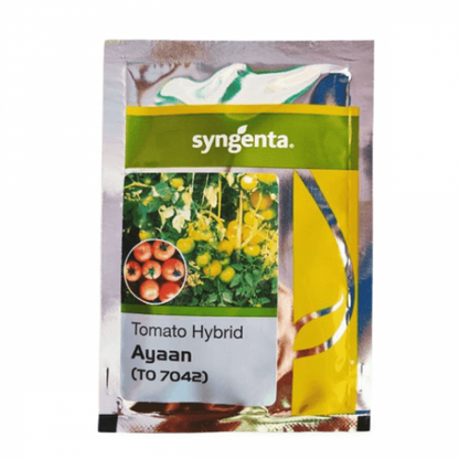 Syngenta Ayaan (TO 7042) Tomato Hybrid Seeds 3500SD