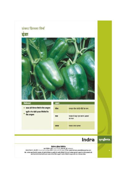 Syngenta Indra Capsicum Hybrid Seeds 1500SD