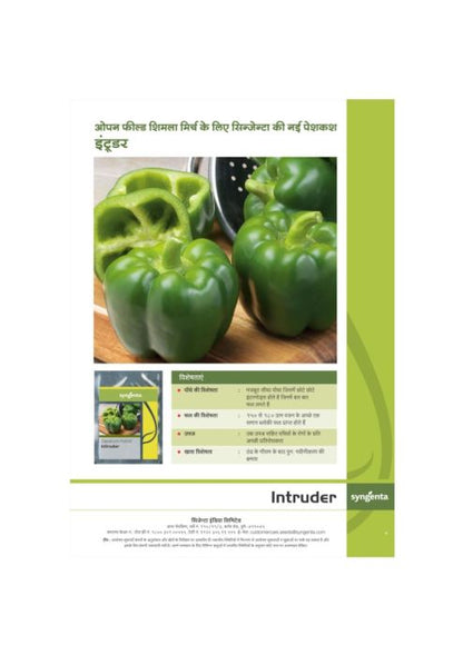 Syngenta Intruder Capsicum Hybrid Seeds 1500SD