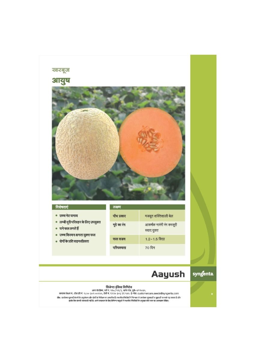 Syngenta Aayush Musk Melon Hybrid Seeds 1000SD