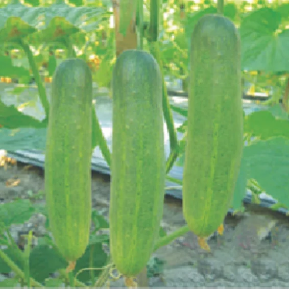 Syngenta Tasty Cucumber Hybrid Seeds 10gm